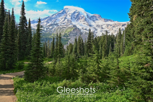 The winding path of the Nisqually Trail leads through a lush green forest of tall pine trees towards the snow-capped Mt Rainier under a bright blue sky with scattered clouds.  Rainier Landscape Photography for Sale.