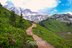 The scenic Alta Vista hiking trail leads through lush green meadows with colorful wildflowers, towards a snow-covered Mt Rainier.  National Park Landscape Photography Print for Sale.