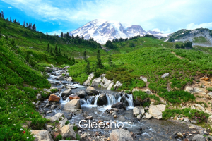 Mt Rainier dominates the skyline of this scene, while a rushing Edith Creek and its small waterfalls, along with patches of wildflowers and lush green meadows are displayed  in the foreground.  Rainier Landscape Photography Print for Sale.
