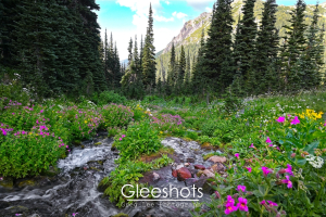 Lodi Creek flows through a lush meadow scattered with pink, purple, and yellow wildflowers, flanked by dense pine trees with mountains in the distance, in the Berkeley Park section of Mt Rainier National Park.  Washington Fine Art Landscape Photography Print for Sale.