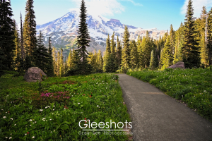 The paved Nisqually Trail winds through a green meadow with wildflowers and tall pine trees, leading towards the snowy Mount Rainier.  National Park Landscape Photography for Sale.