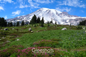 Light clouds and patchy fog  surround Mount Rainier with a foreground of lush green meadows and scattered pink wildflowers. Clear blue skies and patches of snow accentuate the mountain's majestic presence.  Washington Fine Art Landscape Photography Print for Sale.