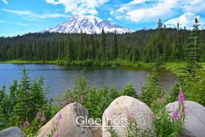 A serene landscape featuring Mount Rainier in the background with puffy clouds, Reflection Lake surrounded by green pine trees, and pink loosestrife wildflowers blooming among boulders in the foreground.  Rainier Landscape Photography Print for Sale.