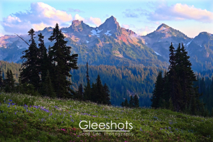 The purple hue of the Tatoosh Mountains in Mt Rainier National Park is shown at sunset, featuring wildflowers in the foreground.  Washington Landscape Photography Print for Sale.