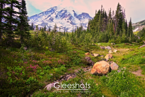 A lush green meadow with wildflowers and scattered boulders is bordered by tall evergreen trees, with a snow-capped Mt Rainier rising in the background under a pastel sky.   National Park Landscape Photography for Sale.