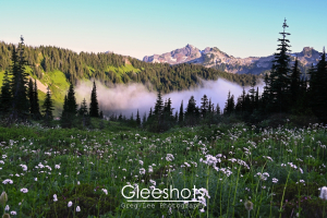 A landscape scene featuring a meadow dotted with white wildflowers, foregrounded by dense, low-hanging fog, with the rugged Tatoosh mountains in the distance.  Rainier Landscape Photography Print for Sale.