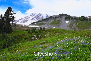 Mt Rainier is shown partially covered in clouds behind a colorful alpine wildflower meadow.  Washington Landscape Photography Print for Sale.