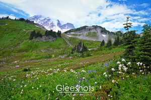 A picturesque panorama featuring Mount Rainier standing majestically, surrounded by lush green slopes, with wildflowers and evergreen trees in the foreground under a partly cloudy sky.  Washington Fine Art Landscape Photography Print for Sale.