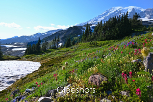 Multi-colored wildflowers bloom on a green mountainside with patches of snow and tall evergreen trees, with Mt Rainier rising in the background.   Fine Art Landscape Photography for Sale.
