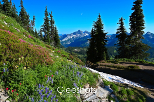 A vibrant alpine landscape in Mount Rainier National Park with colorful wildflowers in the foreground, patches of snow, and towering pine trees, leading to distant, snow-capped mountains under a clear blue sky.  Mount Rainier Landscape Photography Print for Sale.