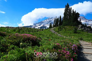 The Skyline Trail winds through vibrant wildflowers and green grass, leading towards Mt Rainier under a bright blue sky and a snake-like cloud formation.  National Park Landscape Photography for Sale.