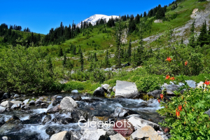 Vibrant Red Crimson Columbine wildflowers are at the forefront of this scene, with a clear stream flowing over rocks, surrounded by lush greenery and a snow-capped Rainier in the background.  Washington Fine Art Landscape Photography Print for Sale.