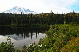 Mt Rainier rises above dense pine forests reflected in a calm lake, with small evergreen trees and red wildflowers in the foreground