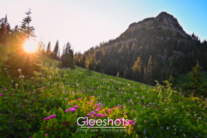 A sunlit mountain meadow with pink and white wildflowers in the foreground, tall pine trees, and a rocky mountain in the background. The sun is low on the horizon, casting a golden glow over the wildflower meadow.  Washington Landscape Photography for Sale.