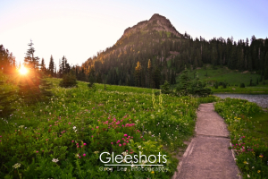 A scenic view at Tipsoo Lake of a lush mountain meadow at sunset with vibrant wildflowers, a clear path leading towards a prominent, tree-covered mountain, and the sun visible near the horizon.   Washington Landscape Photography Print for Sale.