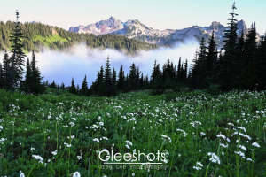 A scenic landscape showing a meadow filled with white wildflowers, dense green pine trees, and a layer of valley fog below the distant, rugged Tatoosh mountains.  Rainier Fine Art Landscape Photography Print for Sale.