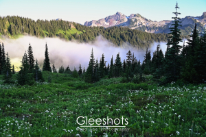Alpine meadow in Mt Rainier National Park with white wildflowers and evergreen trees, valley fog, and the Tatoosh Mountan range in the distance.  Rainier Fine Art Landscape Photography Print for Sale.